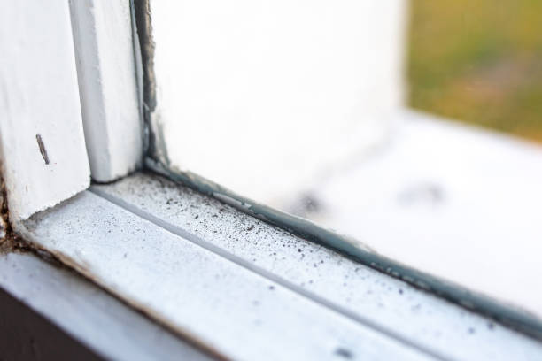 Best Environmental Consulting for Mold Prevention  in Kekaha, HI