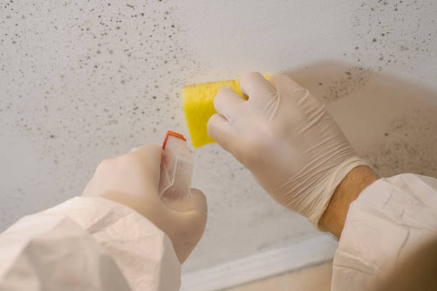 Best Airborne Mold Testing  in Kekaha, HI
