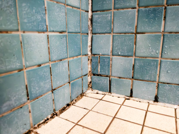 Environmental Consulting for Mold Prevention in Kekaha, HI