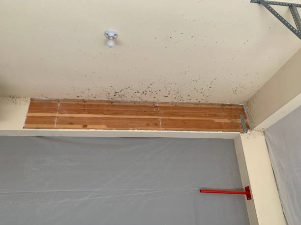 Best Industrial Mold Remediation  in Kekaha, HI