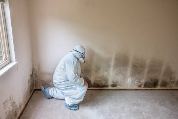 Best Mold Remediation for Healthcare Facilities  in Kekaha, HI