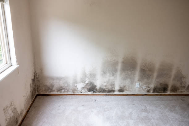 Biohazard Mold Removal in Kekaha, HI