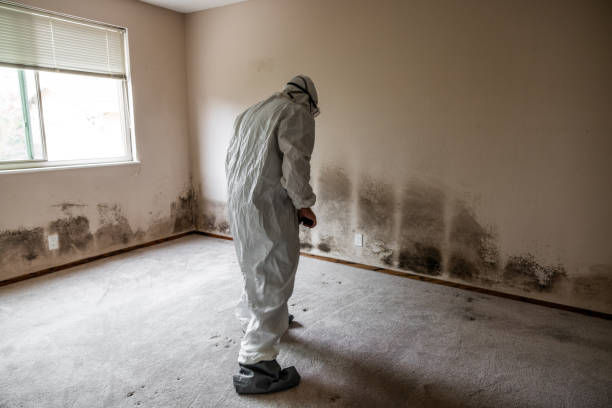 Best Mold Odor Removal Services  in Kekaha, HI