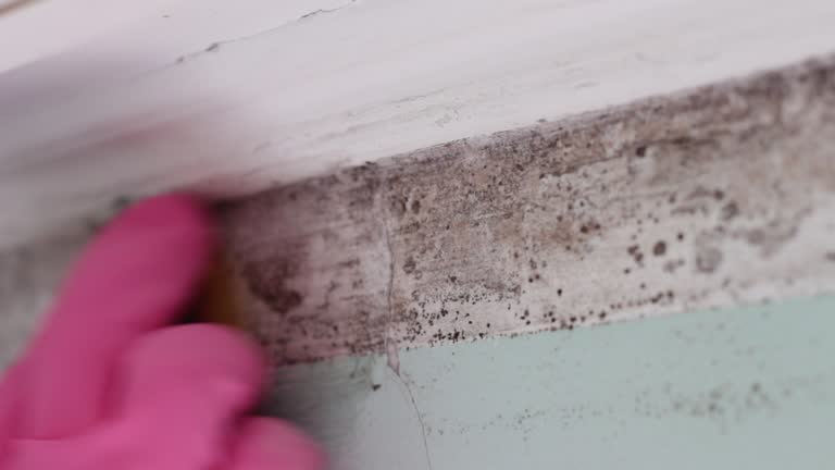  Kekaha, HI Mold Removal Pros